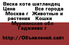Вяска кота шатландец › Цена ­ 1 000 - Все города, Москва г. Животные и растения » Кошки   . Мурманская обл.,Гаджиево г.
